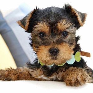 Meet your Posher, Sheryl